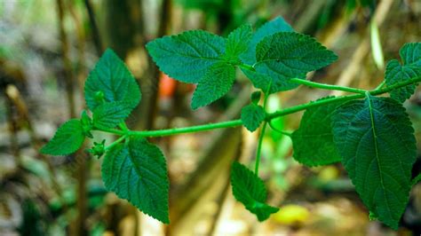 Fondo Hojas Verdes Hoja Cerrar Plantas Planta Selva Para Power Point Y