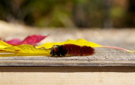 Woolly Bear Caterpillar - Tiger Moth - SteinMixedMedia