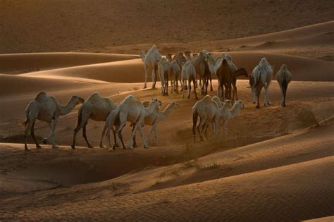 الحنين أرق الإبل صحيفة مكة