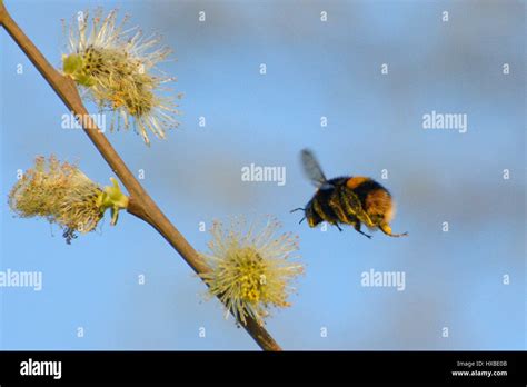 Bumblebee In Flight Beside Pussy Willow Catkins After Collecting Pollen