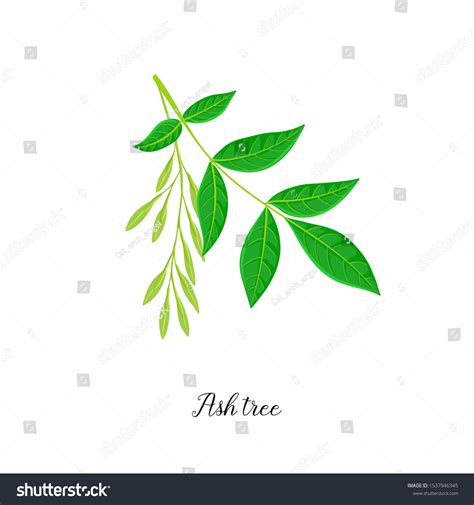 Vector Drawing Branch Ash Tree Leaf Stock Vector Royalty Free 1537946345 Shutterstock