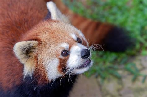 Belas Imagens De Um Panda Vermelho Foto Premium