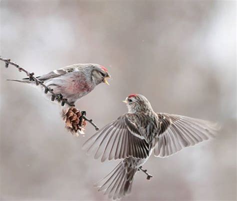 Beautiful Birds Creatures Nature Photo Butterflies Flying Pins