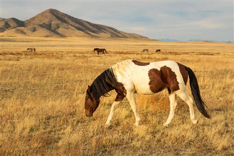 AMERICAN PAINT, Wild Horse Photography, Equestrian Art by Rob's Wildlife - RobsWildlife