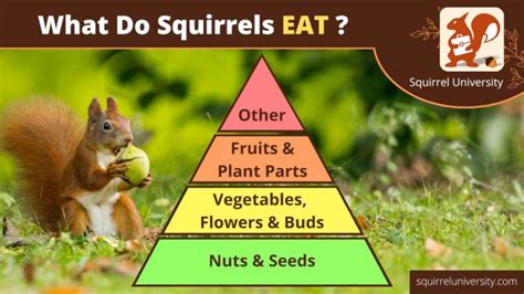 What Do Squirrels Eat? (and what to AVOID) - Squirrel University