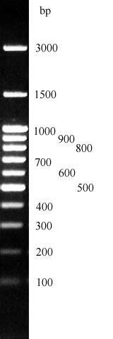 Bp Dna Ladder Rainbow Geneon Bioscience