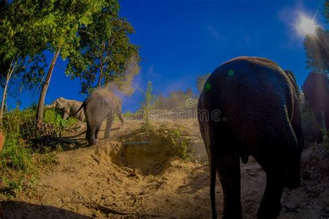 The Young Elephant Walk Near The Riverbank In The Nature In Elephant