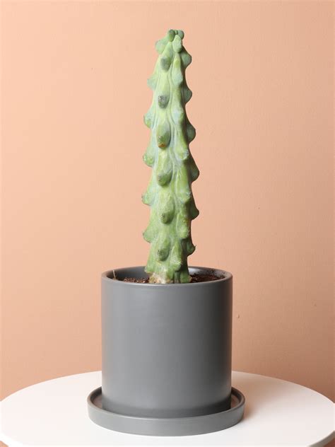 Medium Booby Cactus Dahing Plants