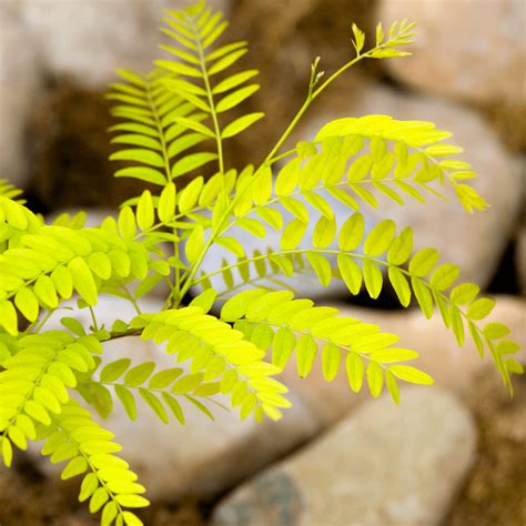 Gleditsia Triacanthos Sunburst Golden Honey Locust Tree