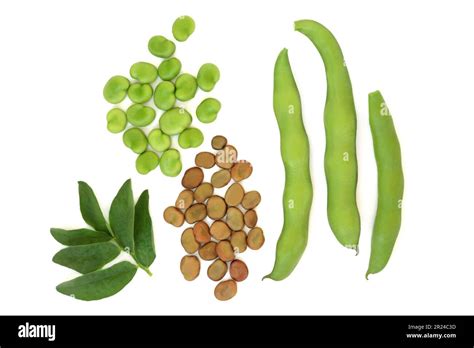 Broad Bean Legumes Dried And Fresh Local Produce With Leaves Vegetables High In Fibre Protein