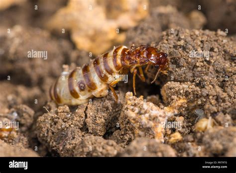 Termite queen hi-res stock photography and images - Alamy