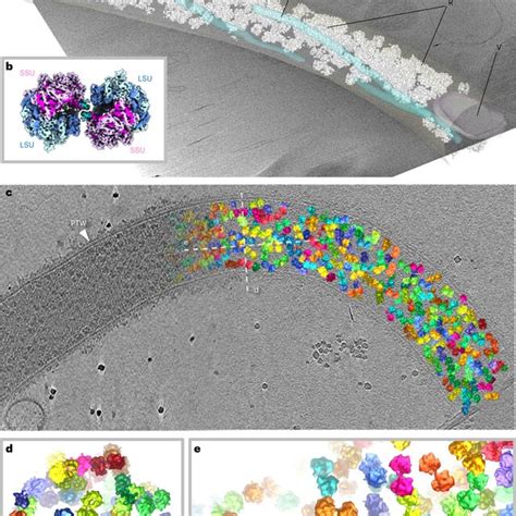 Structure And Organization Of The S Lophii Ribosome Dimer In Situ A A