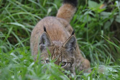 Pwf Luchs Mautern Der Wilde Berg Werner Pleiner Flickr