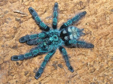 How to Care for an Avicularia versicolor (Pink Toe Tarantula)