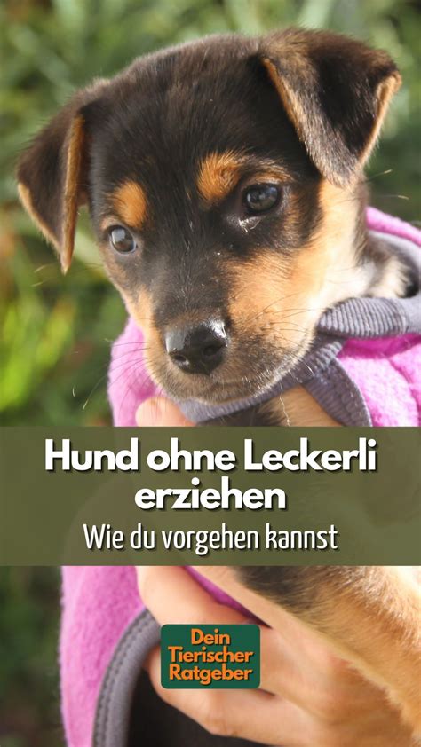 Hundetraining So Erziehen Sie Ihren Hund Ohne Leckerli Artofit