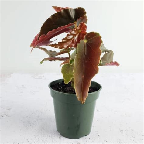 Angel Wing Begonia Torch Red Plant