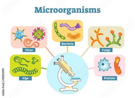 Clasificacion De Los Microorganismos Mind Map Images Porn Sex Picture