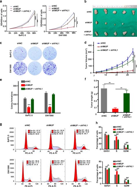 Knockdown Of Fhl Rescues The Phenotype Inhibited By Imup Depletion A