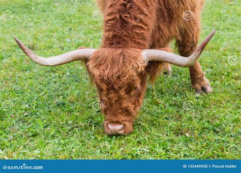 Head Of Horned Brown Scottish Highland Beef Grazing In Green Gr Stock