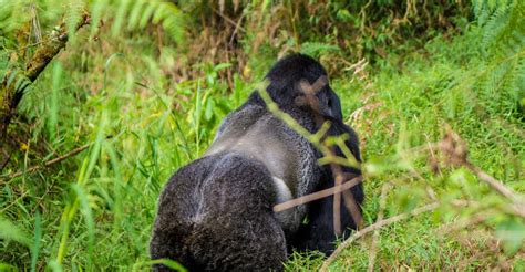 Uganda Day Gorilla Trekking And Lake Bunyonyi Experience Western