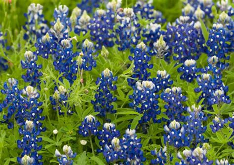 Facts About The Bluebonnet Texas State Flower Best Flower Site