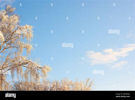 Tree Branches Covered In Snow In Winter Against A Clear Sky Background