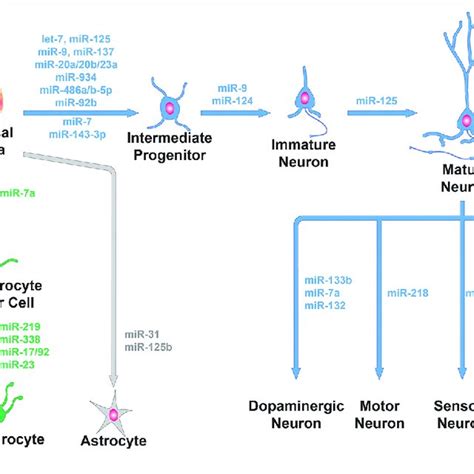 Mirna Functions In Neural Cell Lineage Mirnas Are Involved In The