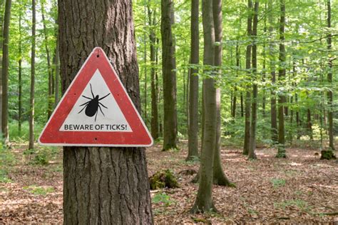 New Missouri Study To Map Tick Populations Tick Borne Illnesses Wsiu