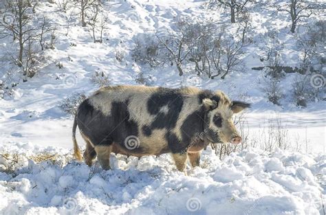 Bulgarian Local Pig Breed East Balkan Sow With Bell Stock Image