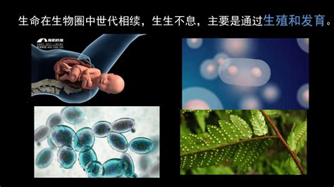 生物 植物的生殖 课件 2022 2023学年人教版生物八年级下册共26张ppt 课件下载预览 二一课件通