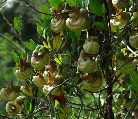 The strange and beautiful flowers of Aristolochia californica ...