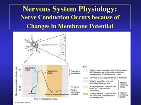 Ppt Introduction To The Nervous System And Nerve Tissue Powerpoint