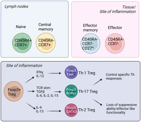 Transcription Factor FOXP3 An Overview ScienceDirect Topics 50 OFF