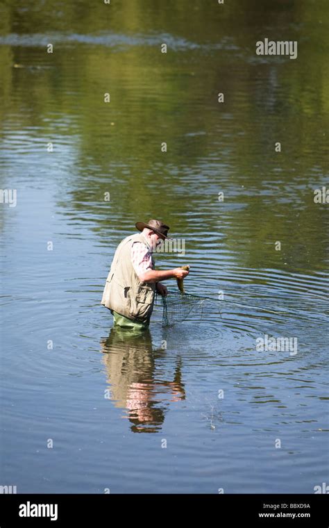 Fly Fisherman Taking Trout From Net In River Stock Photo Alamy