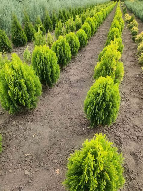 Tuia occidentală Aurea Nana Thuja orientalis Aurea Nana PLANTE md