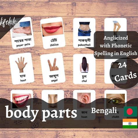 Body Parts Real Bengali English Bilingual Cards Etsy