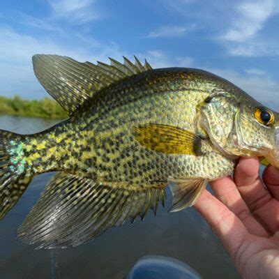 Panfish Rods Our Top Best Bang For Your Buck Panfish Nation