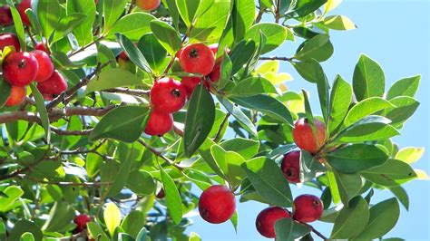 Guayaba Fresa guayabo peruano guayabita del Perú guayabo fresa