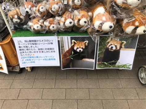 2022年2月4日 羽村市動物公園 レッサーログ