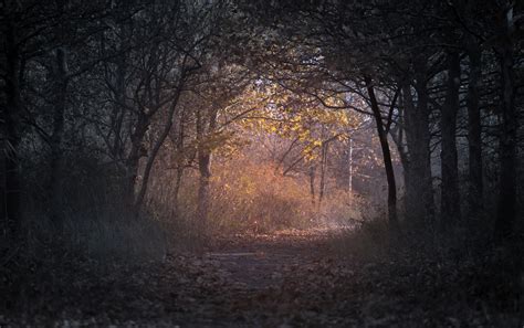 1000+ Beautiful Dark Forest Photos · Pexels · Free Stock Photos