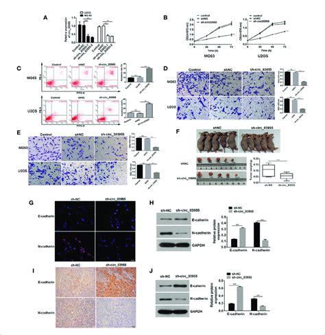 Circ 03955 Silencing Suppressed Osteosarcoma Cells Progression In