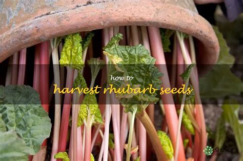 Harvesting Rhubarb Seeds A Step By Step Guide ShunCy