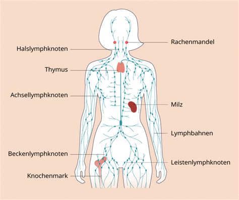 Was Ist CLL Cll Info AstraZeneca