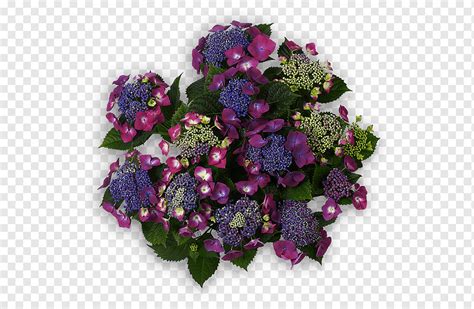 Violet Purple Flower Blue Reinerink Bloemen En Planten Tubbergen