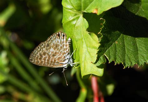 Free Images Nature Leaf Flower Green Insect Botany Butterfly