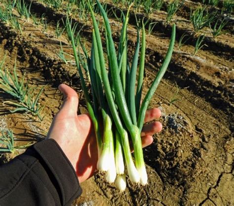 Tokyo Long White Bunching Onion Seed 200seeds Etsy