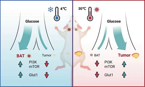 Cold Induced Brown Adipose Tissue Thermogenesis Leads To Tumor