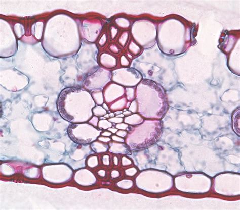 Corn leaf bundle sheath showing Kranz anatomy