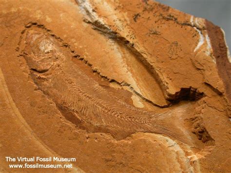 Australian Leptolepis Fossil Fish