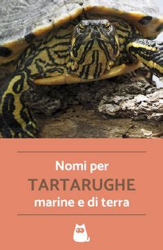 Idee Su Tartarughe Marine E Di Terra Tartarughe Tartarughe Marine